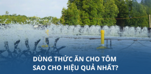 Dùng thức ăn cho tôm sao cho hiệu quả nhất?